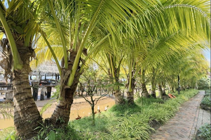 Dừa một thân nhiều ngọn – khu vườn độc lạ giữa sông Tiền ở An Giang Dừa một thân nhiều ngọn – khu vườn độc lạ giữa sông Tiền ở An Giang