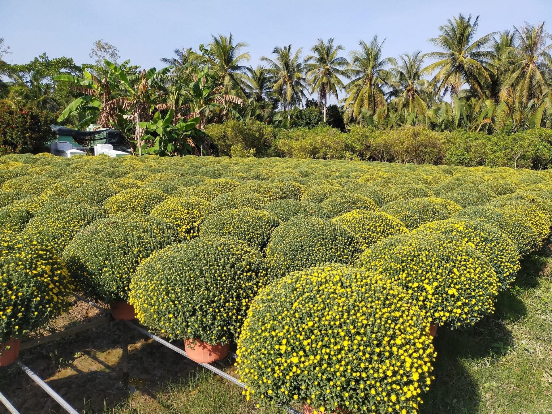 Sắc vàng cúc mâm xôi rộn ràng làng hoa Long Thới trước Tết Sắc vàng cúc mâm xôi rộn ràng làng hoa Long Thới trước Tết