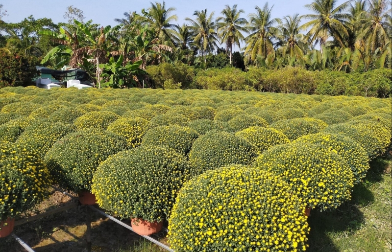 Sắc vàng cúc mâm xôi rộn ràng làng hoa Long Thới trước Tết