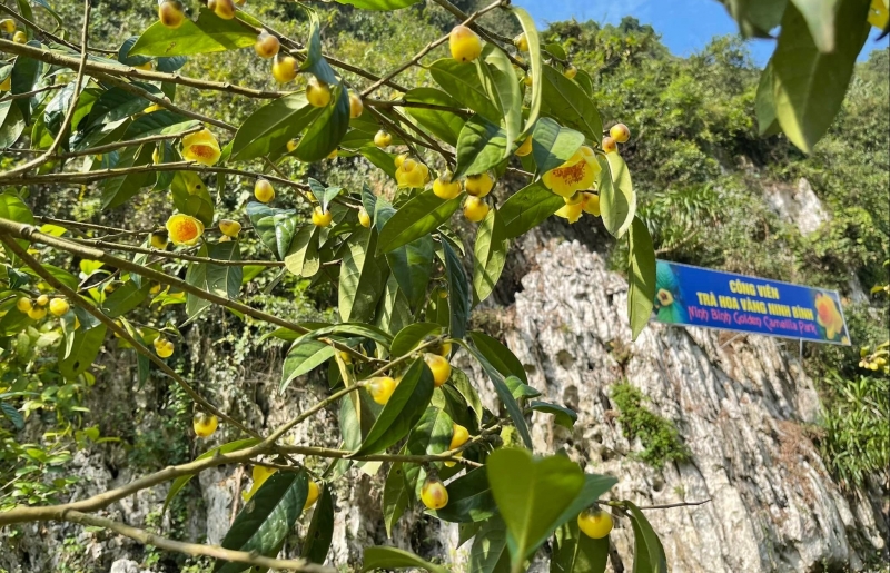 Công viên ở Ninh Bình lưu giữ hơn 35 loài trà hoa vàng quý hiếm