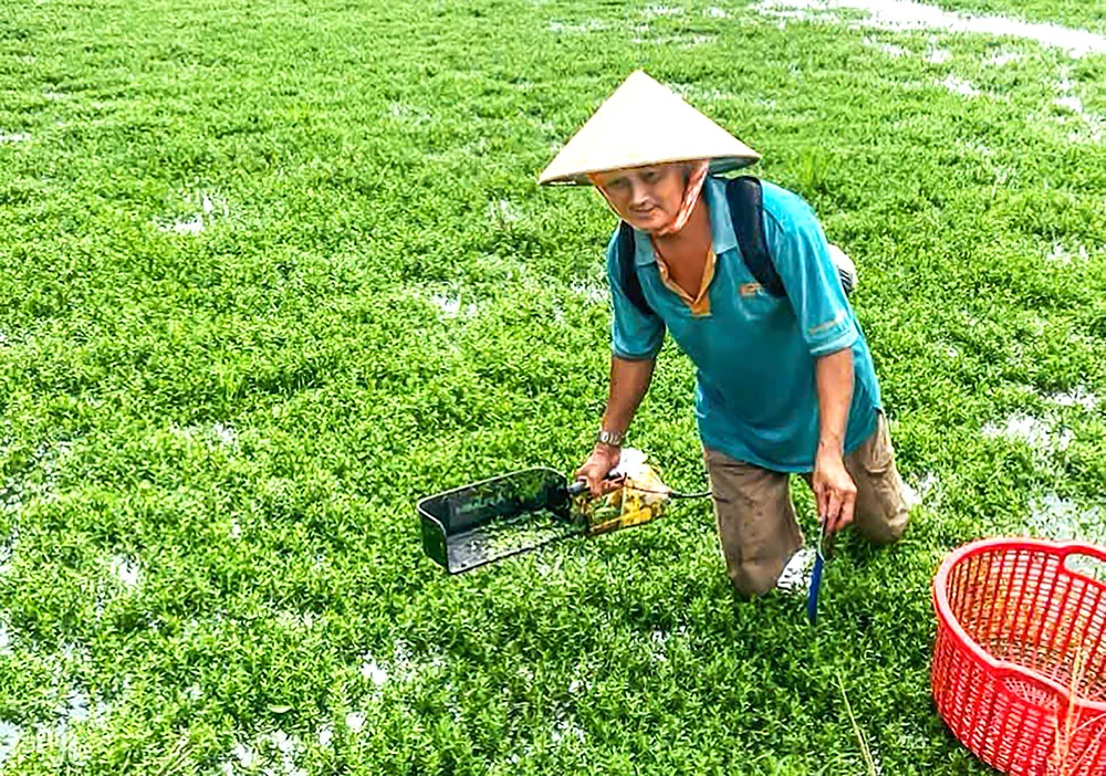 Nông dân miền Tây trồng rau “ngoại”, thu hoạch quanh năm, cắt đến đâu thương lái mua hết đến đó Nông dân miền Tây trồng rau “ngoại”, thu hoạch quanh năm, cắt đến đâu thương lái mua hết đến đó