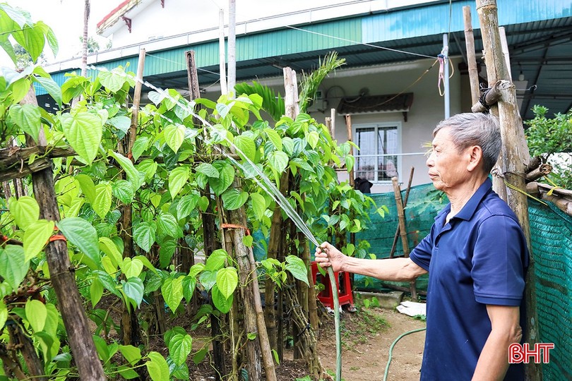 Giữ nghề trầu tiến vua ở làng cổ Hà Tĩnh Giữ nghề trầu tiến vua ở làng cổ Hà Tĩnh