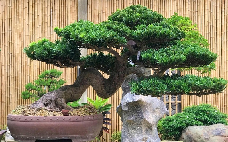 3 loại cây phong thủy mang dòng khí tích lũy: Càng trồng càng sinh lộc 3 loại cây phong thủy mang dòng khí tích lũy: Càng trồng càng sinh lộc