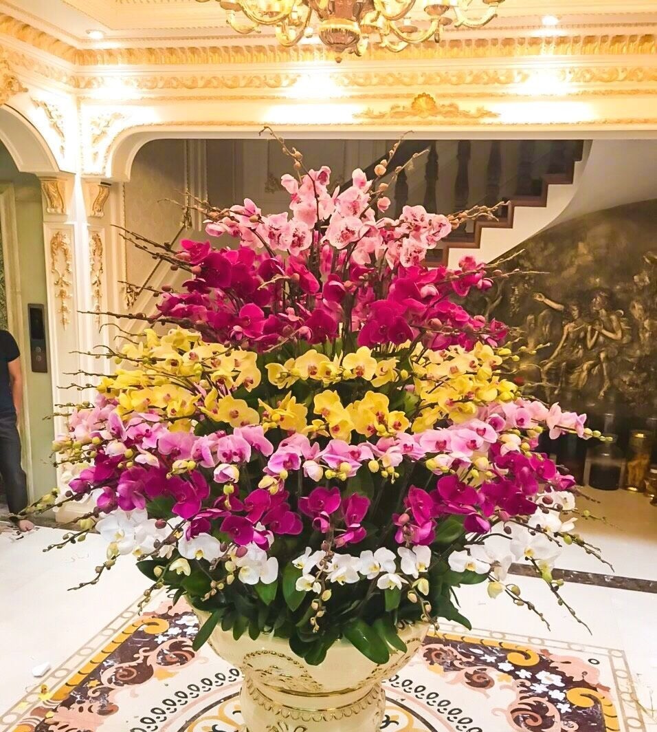 3 loại cây phong thủy mang dòng khí tích lũy: Càng trồng càng sinh lộc 3 loại cây phong thủy mang dòng khí tích lũy: Càng trồng càng sinh lộc