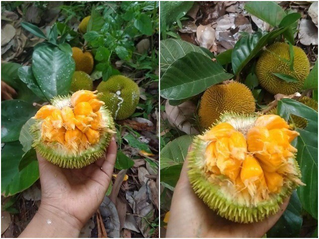 Loại quả rừng nhỏ xíu, vị chua ngọt khác thường bất ngờ “lên đời”, bán giá không hề rẻ Loại quả rừng nhỏ xíu, vị chua ngọt khác thường bất ngờ “lên đời”, bán giá không hề rẻ