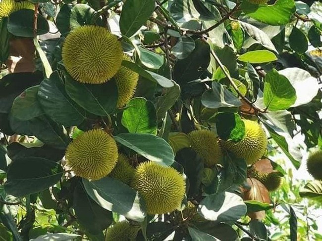 Loại quả rừng nhỏ xíu, vị chua ngọt khác thường bất ngờ “lên đời”, bán giá không hề rẻ Loại quả rừng nhỏ xíu, vị chua ngọt khác thường bất ngờ “lên đời”, bán giá không hề rẻ