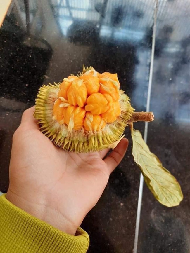 Loại quả rừng nhỏ xíu, vị chua ngọt khác thường bất ngờ “lên đời”, bán giá không hề rẻ Loại quả rừng nhỏ xíu, vị chua ngọt khác thường bất ngờ “lên đời”, bán giá không hề rẻ