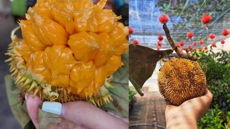 Loại quả rừng nhỏ xíu, vị chua ngọt khác thường bất ngờ “lên đời”, bán giá không hề rẻ Loại quả rừng nhỏ xíu, vị chua ngọt khác thường bất ngờ “lên đời”, bán giá không hề rẻ