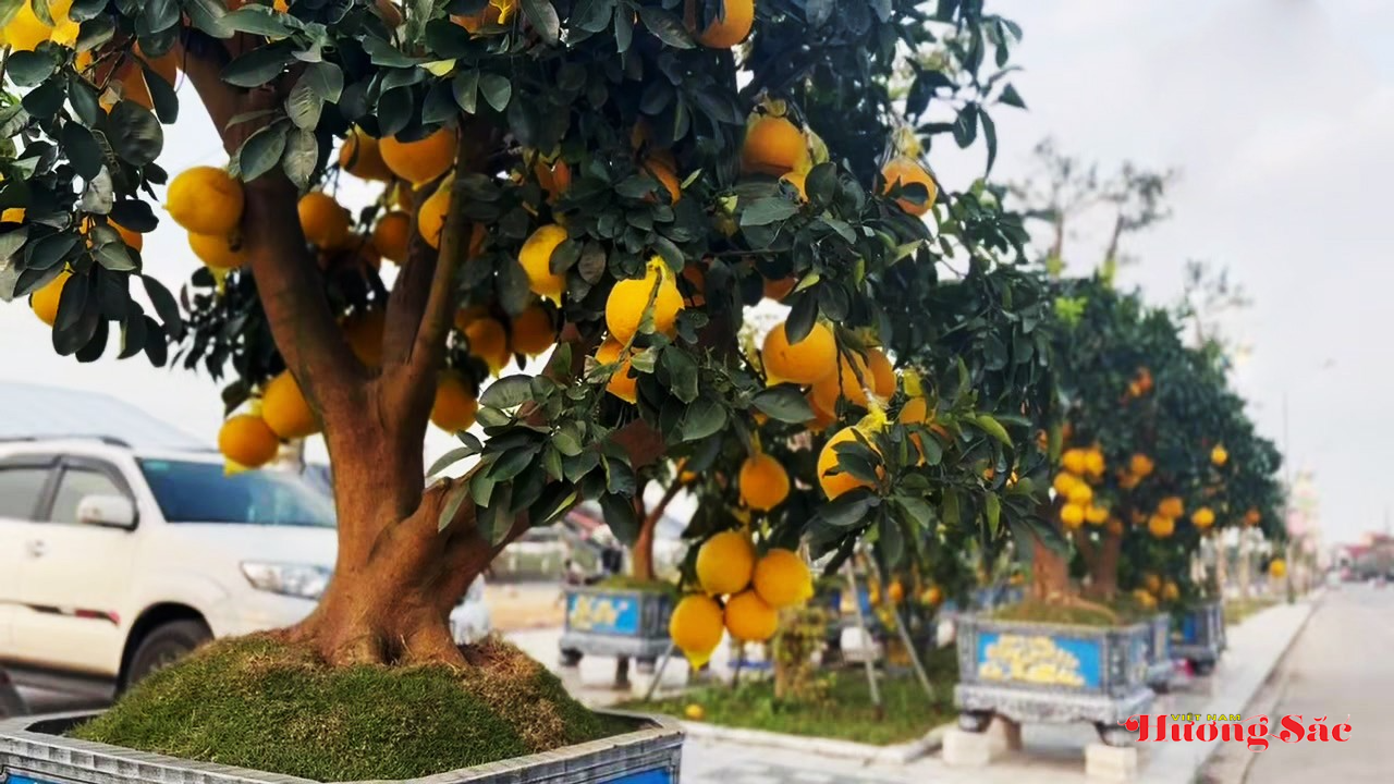 Đào cổ thụ, bưởi cảnh khoe sắc sớm trên các tuyến phố Thành Sen Đào cổ thụ, bưởi cảnh khoe sắc sớm trên các tuyến phố Thành Sen