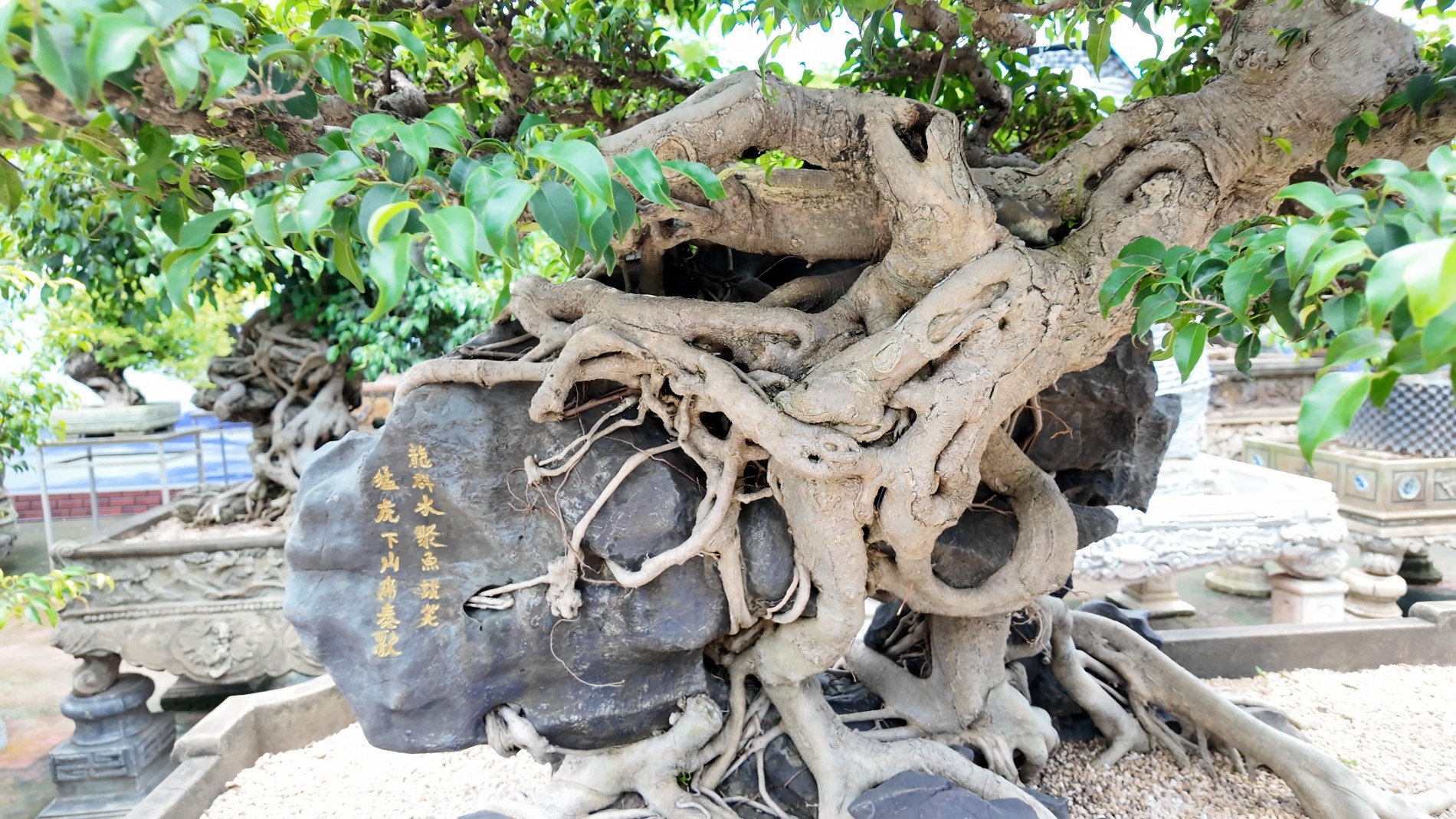 Định hướng bản sắc và phương pháp biểu đạt cho Bonsai Việt Nam trong bối cảnh hội nhập quốc tế