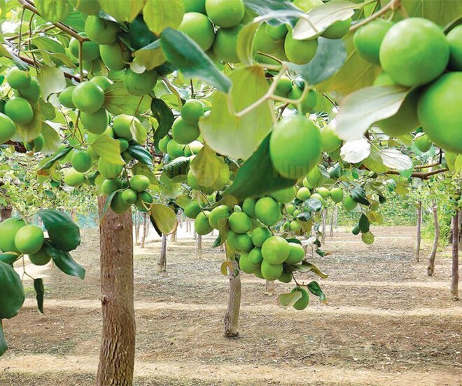Loại quả ở Khánh Hòa được đánh giá “tốt nhất thế giới” hút khách dịp Tết