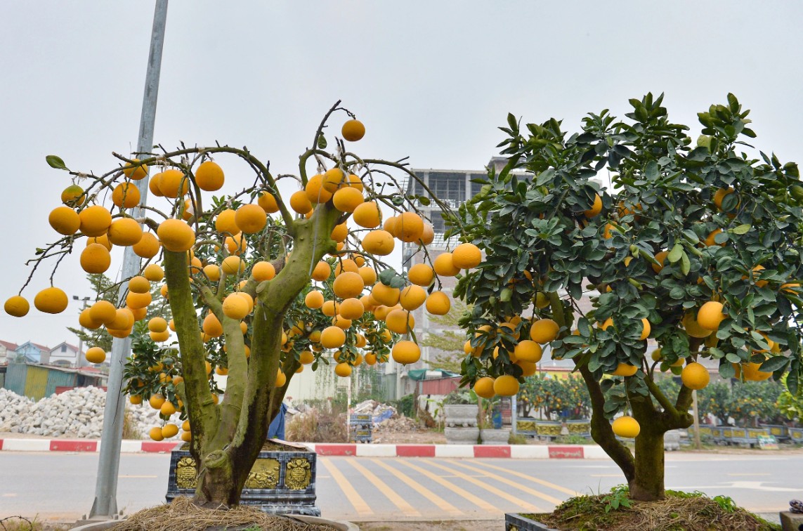 Chơi Tết khác biệt: bưởi trụi lá gây tò mò thị trường cây cảnh Tết Bính Ngọ Chơi Tết khác biệt: bưởi trụi lá gây tò mò thị trường cây cảnh Tết Bính Ngọ