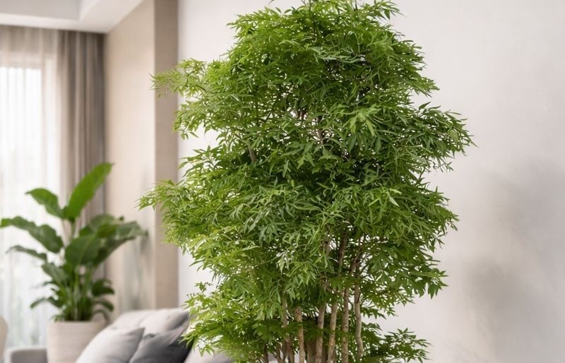 Vì sao nhiều nhà trồng đinh lăng trước cửa để “giữ của”?