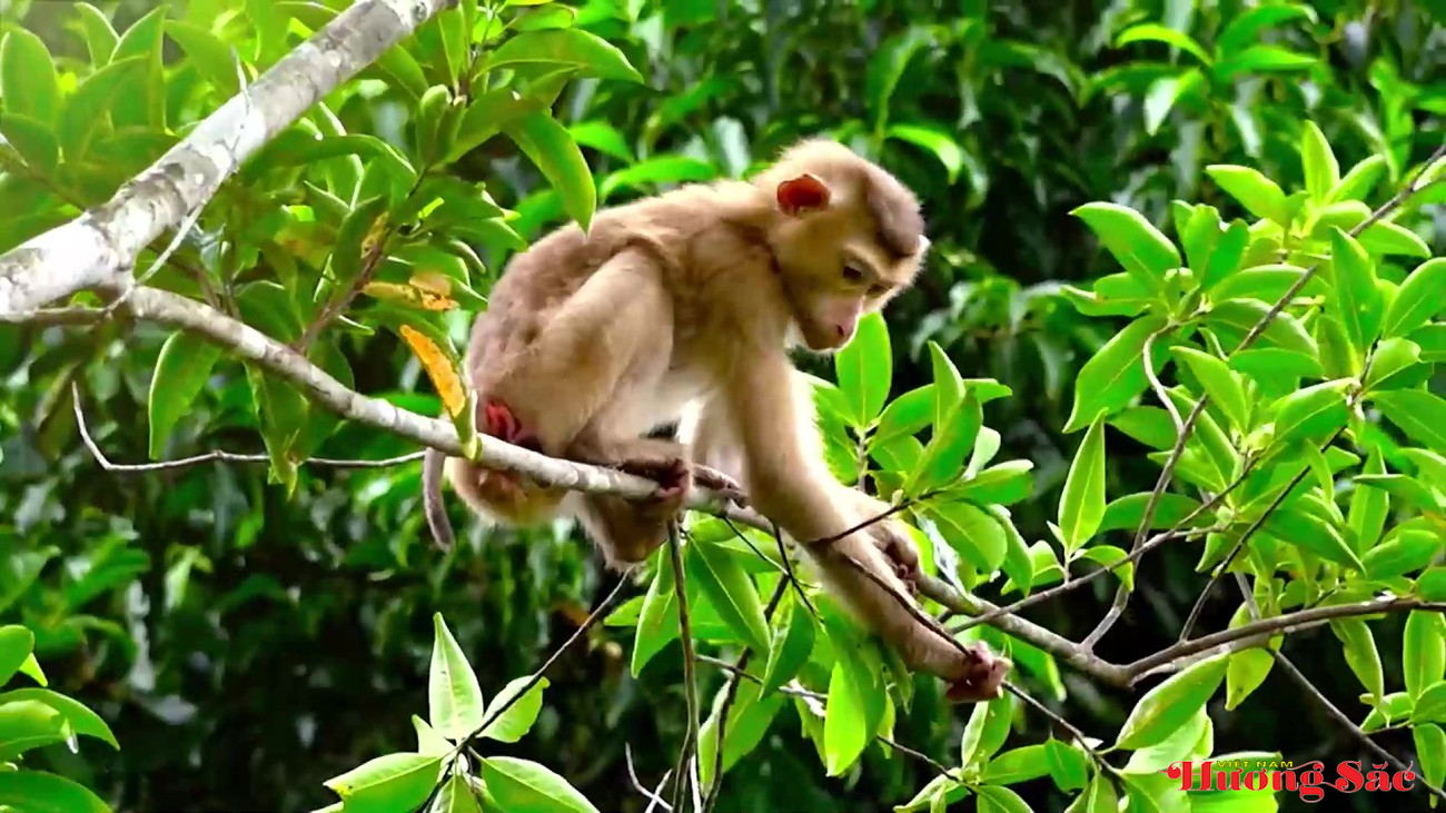 Hà Tĩnh: Giữ bình yên cho rừng trước, trong và sau Tết Nguyên đán