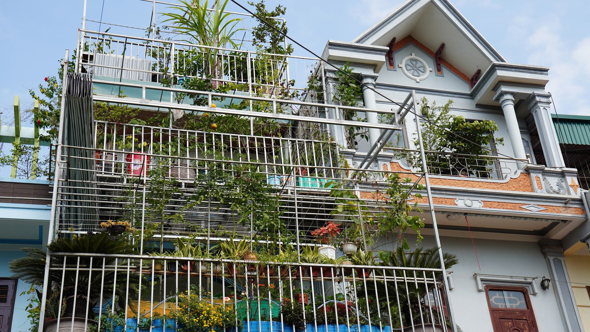 Vợ chồng Thanh Hóa phủ xanh nhà phố bằng vườn trên cao, nuôi gà gần 50 con, cá bơi quanh năm Vợ chồng Thanh Hóa phủ xanh nhà phố bằng vườn trên cao, nuôi gà gần 50 con, cá bơi quanh năm