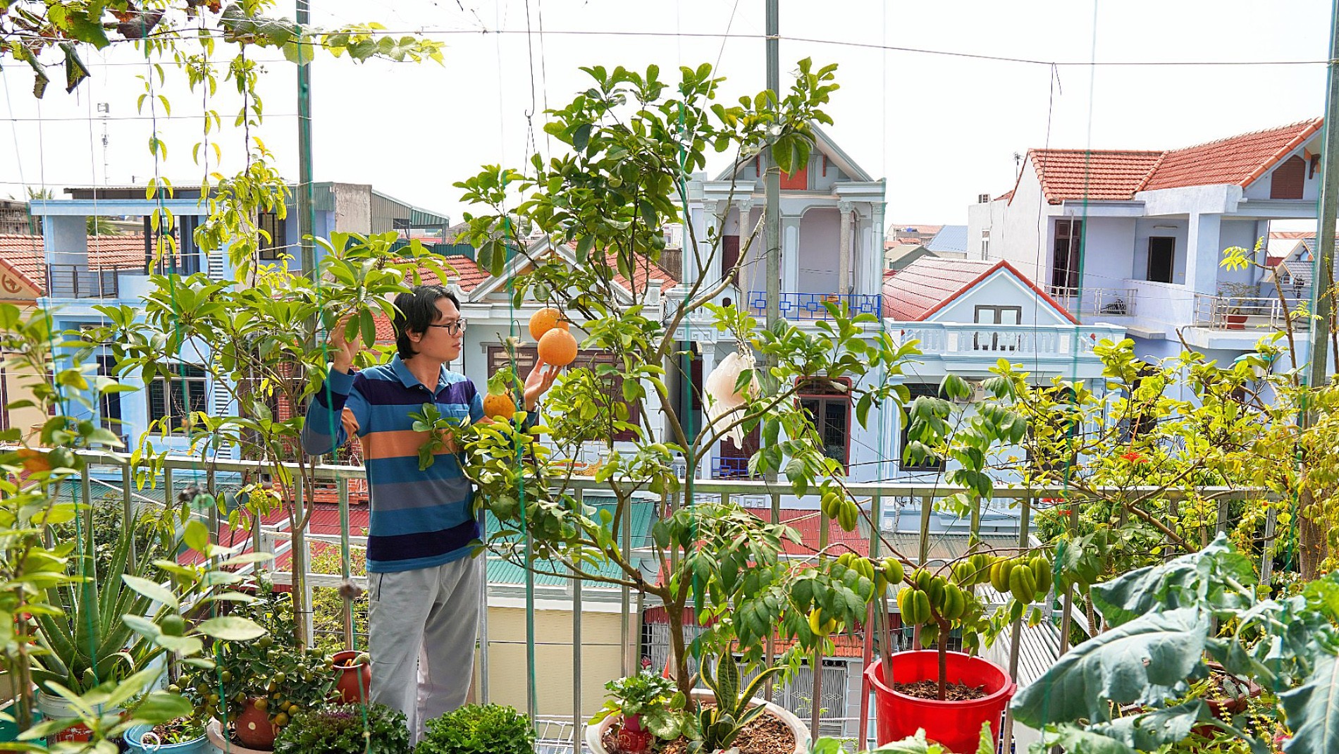Vợ chồng Thanh Hóa phủ xanh nhà phố bằng vườn trên cao, nuôi gà gần 50 con, cá bơi quanh năm Vợ chồng Thanh Hóa phủ xanh nhà phố bằng vườn trên cao, nuôi gà gần 50 con, cá bơi quanh năm