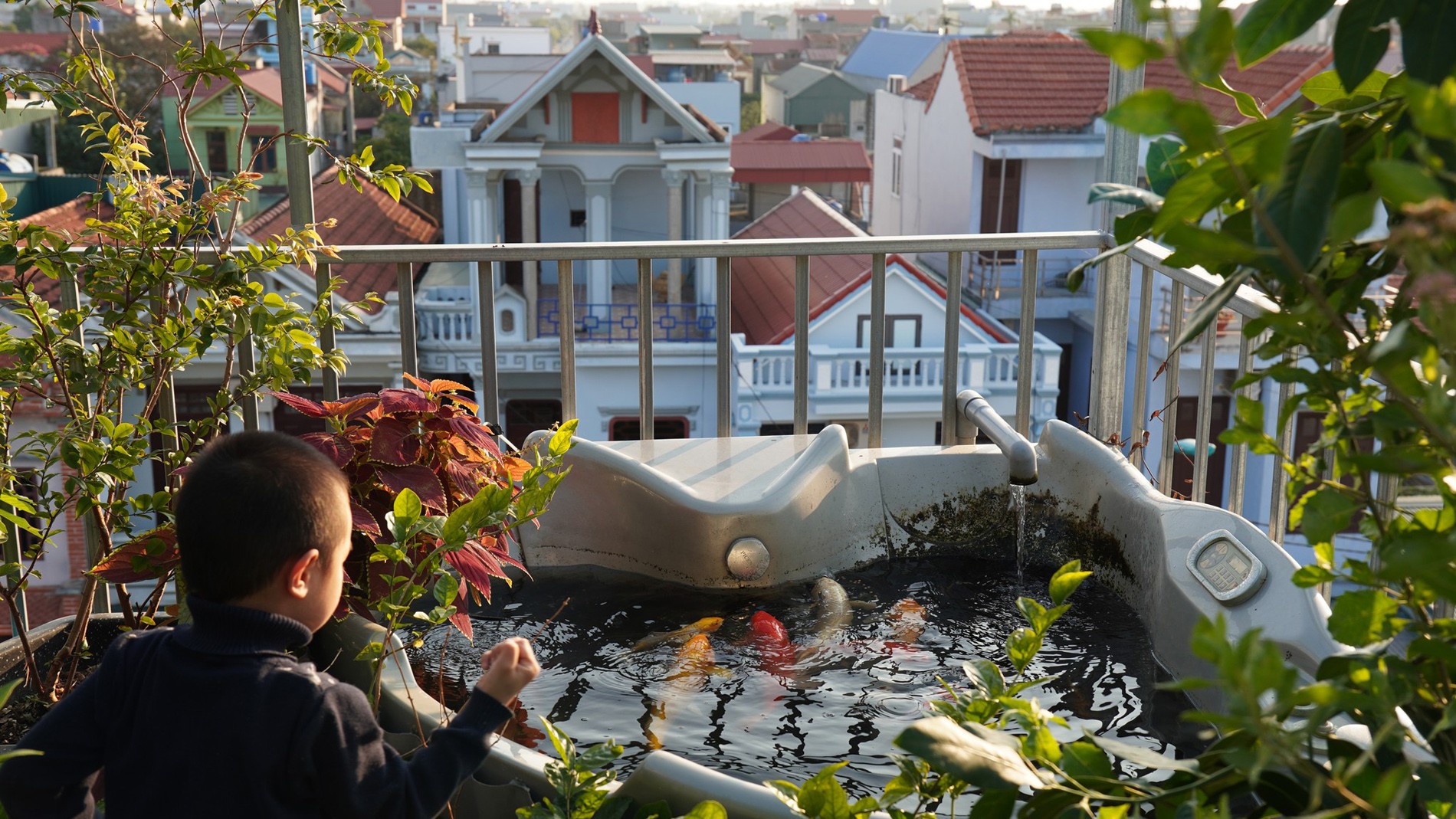Vợ chồng Thanh Hóa phủ xanh nhà phố bằng vườn trên cao, nuôi gà gần 50 con, cá bơi quanh năm Vợ chồng Thanh Hóa phủ xanh nhà phố bằng vườn trên cao, nuôi gà gần 50 con, cá bơi quanh năm