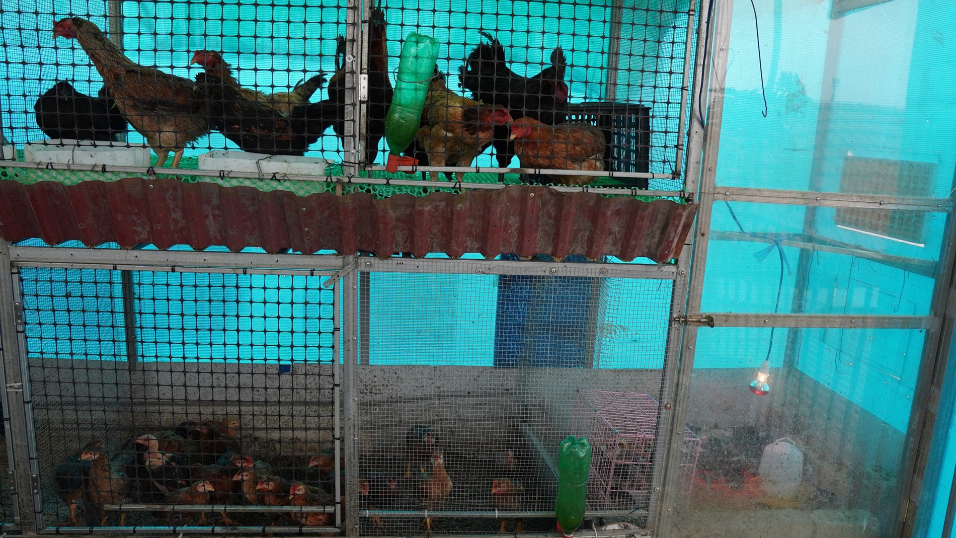 Vợ chồng Thanh Hóa phủ xanh nhà phố bằng vườn trên cao, nuôi gà gần 50 con, cá bơi quanh năm Vợ chồng Thanh Hóa phủ xanh nhà phố bằng vườn trên cao, nuôi gà gần 50 con, cá bơi quanh năm