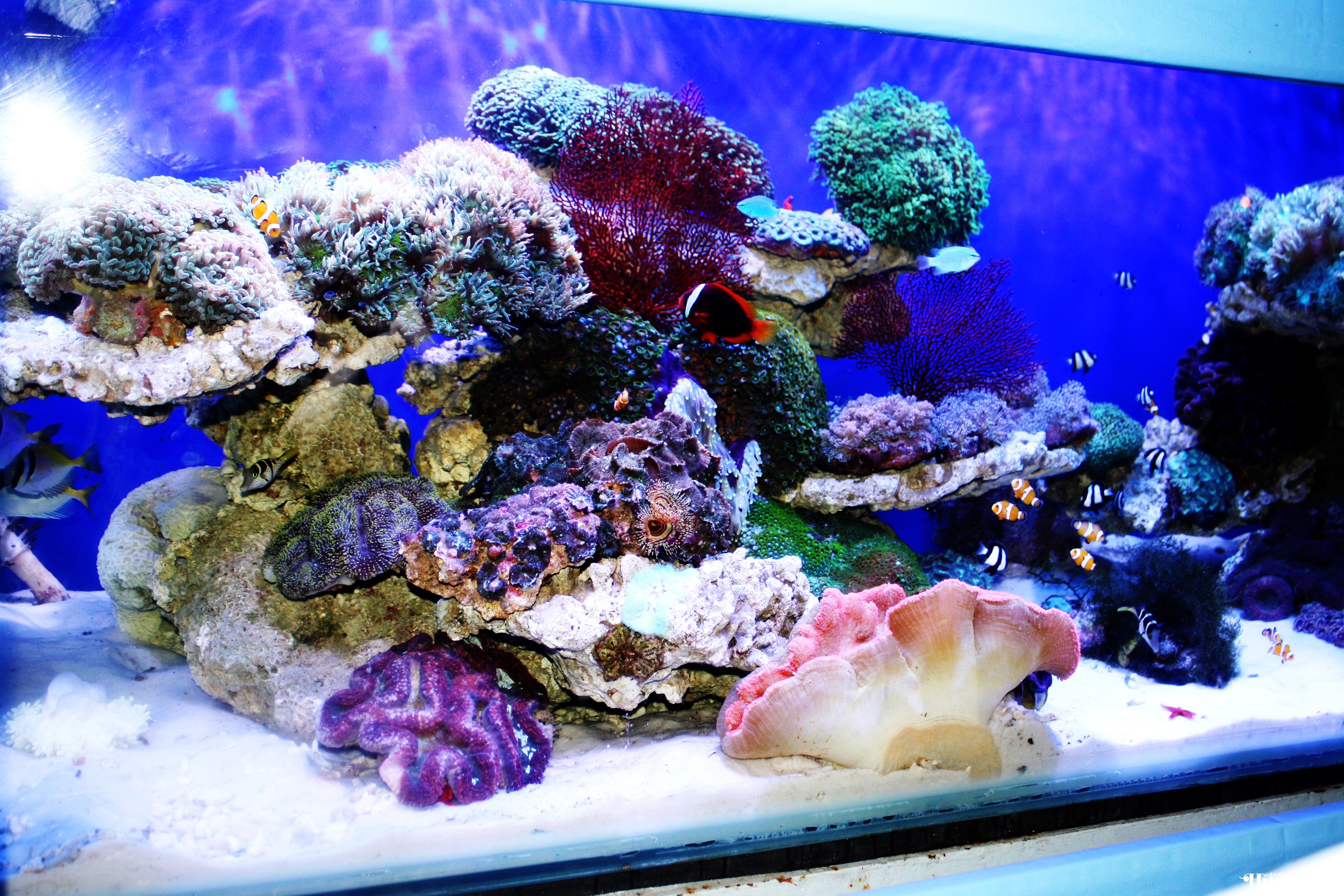 Nghệ thuật tái lập hệ sinh thái biển & sứ mệnh bảo tồn Nghệ thuật tái lập hệ sinh thái biển & sứ mệnh bảo tồn
