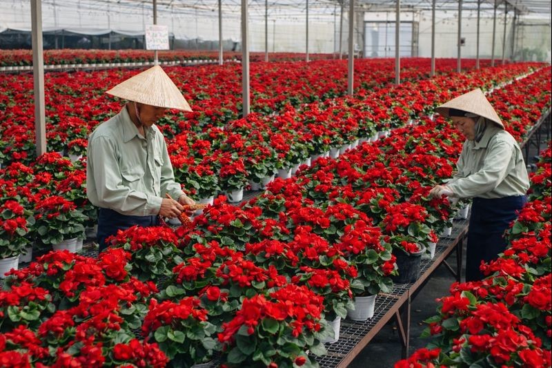 Lâm Đồng đẩy mạnh phát triển nguồn giống cây trồng, vật nuôi chất lượng cao Lâm Đồng đẩy mạnh phát triển nguồn giống cây trồng, vật nuôi chất lượng cao