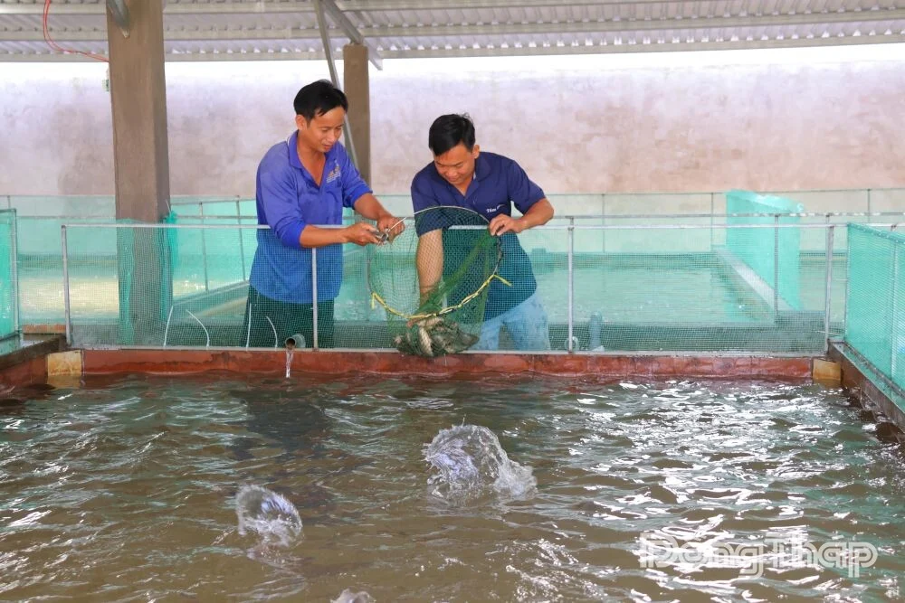Bỏ phố về quê, kỹ sư thủy sản nuôi cá rô đồng trong nhà theo quy trình không kháng sinh Bỏ phố về quê, kỹ sư thủy sản nuôi cá rô đồng trong nhà theo quy trình không kháng sinh