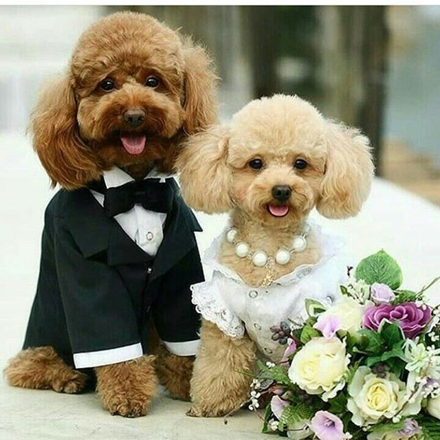 Đám cưới cho thú cưng và làn sóng nhân hóa vật nuôi