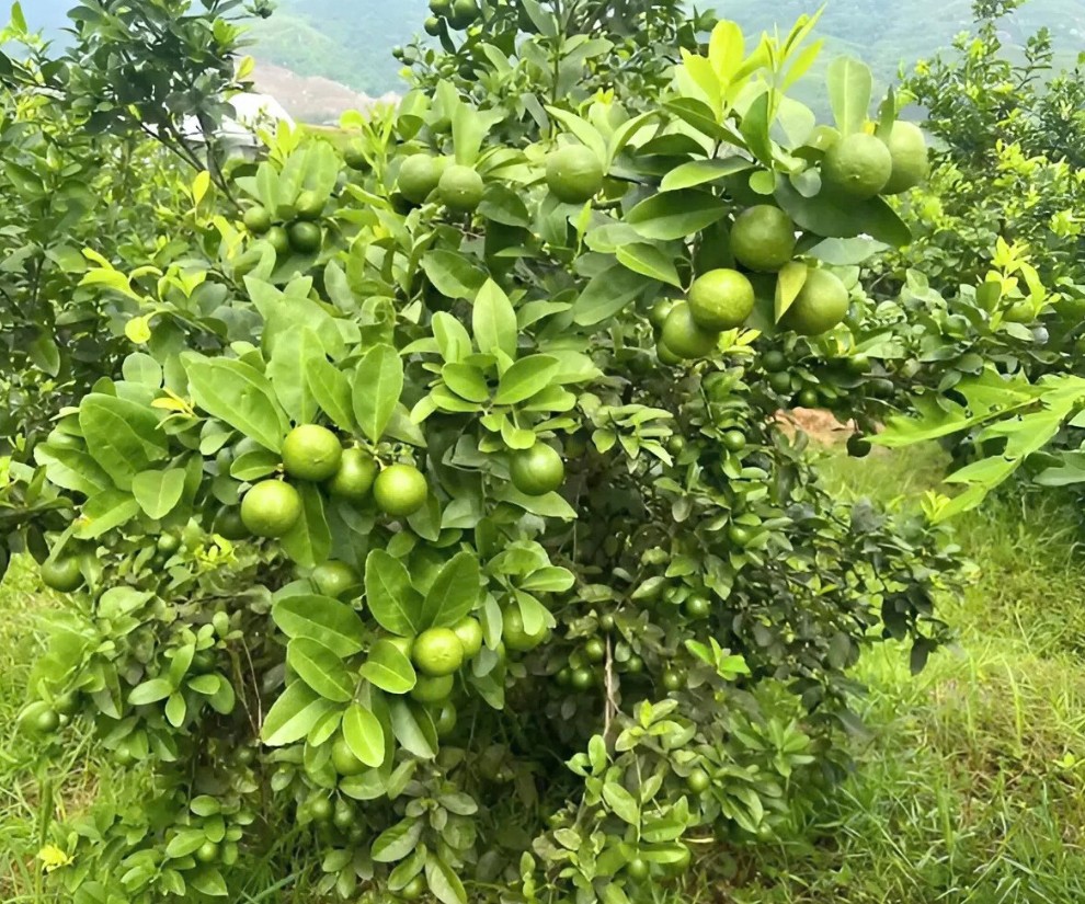 Chanh tứ quý – giống cây “ra tiền” quanh năm, giúp nhiều nông dân tăng thu nhập bền vững Chanh tứ quý – giống cây “ra tiền” quanh năm, giúp nhiều nông dân tăng thu nhập bền vững