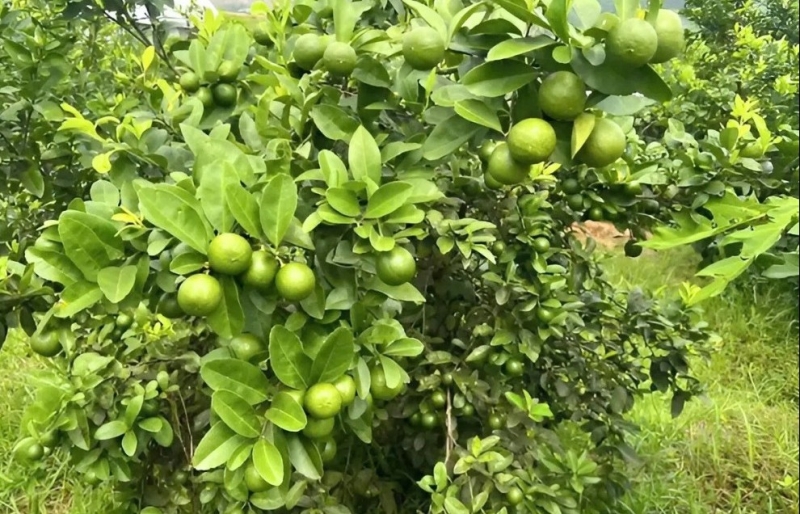Chanh tứ quý – giống cây “ra tiền” quanh năm, giúp nhiều nông dân tăng thu nhập bền vững