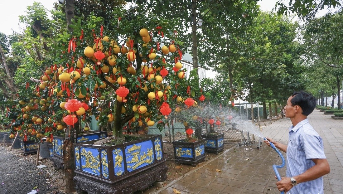 Năm nay nguồn cung giảm do mưa bão, chi phí vận chuyển tăng khiến giá thành bưởi Diễn cao hơn so với mọi năm, nhưng lượng khách hỏi mua và đặt cây từ sớm lại sôi động hơn hẳn so với những năm gần đây. Năm nay nguồn cung giảm do mưa bão, chi phí vận chuyển tăng khiến giá thành bưởi Diễn cao hơn so với mọi năm, nhưng lượng khách hỏi mua và đặt cây từ sớm lại sôi động hơn hẳn so với những năm gần đây.