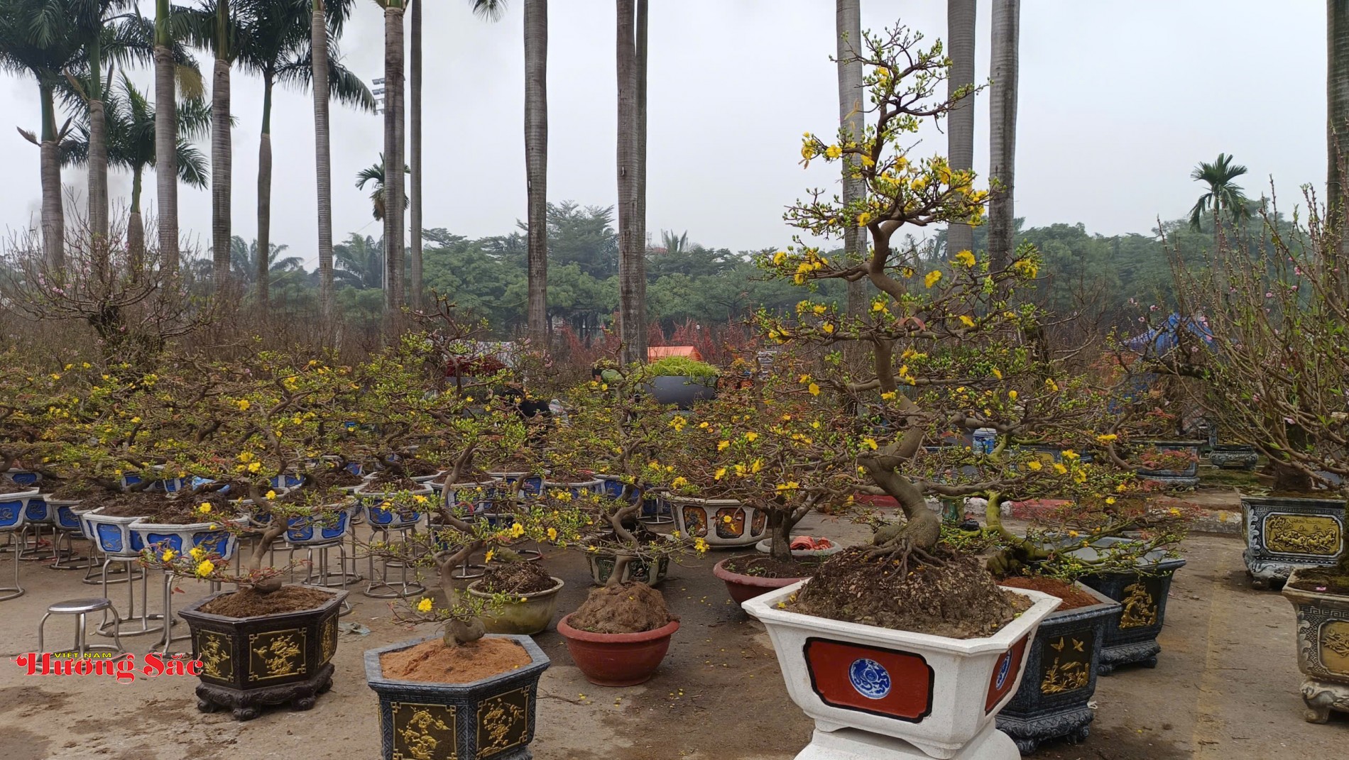 Thị trường hoa, cây cảnh Hà Nội sôi động trước Tết Nguyên đán Bính Ngọ 2026