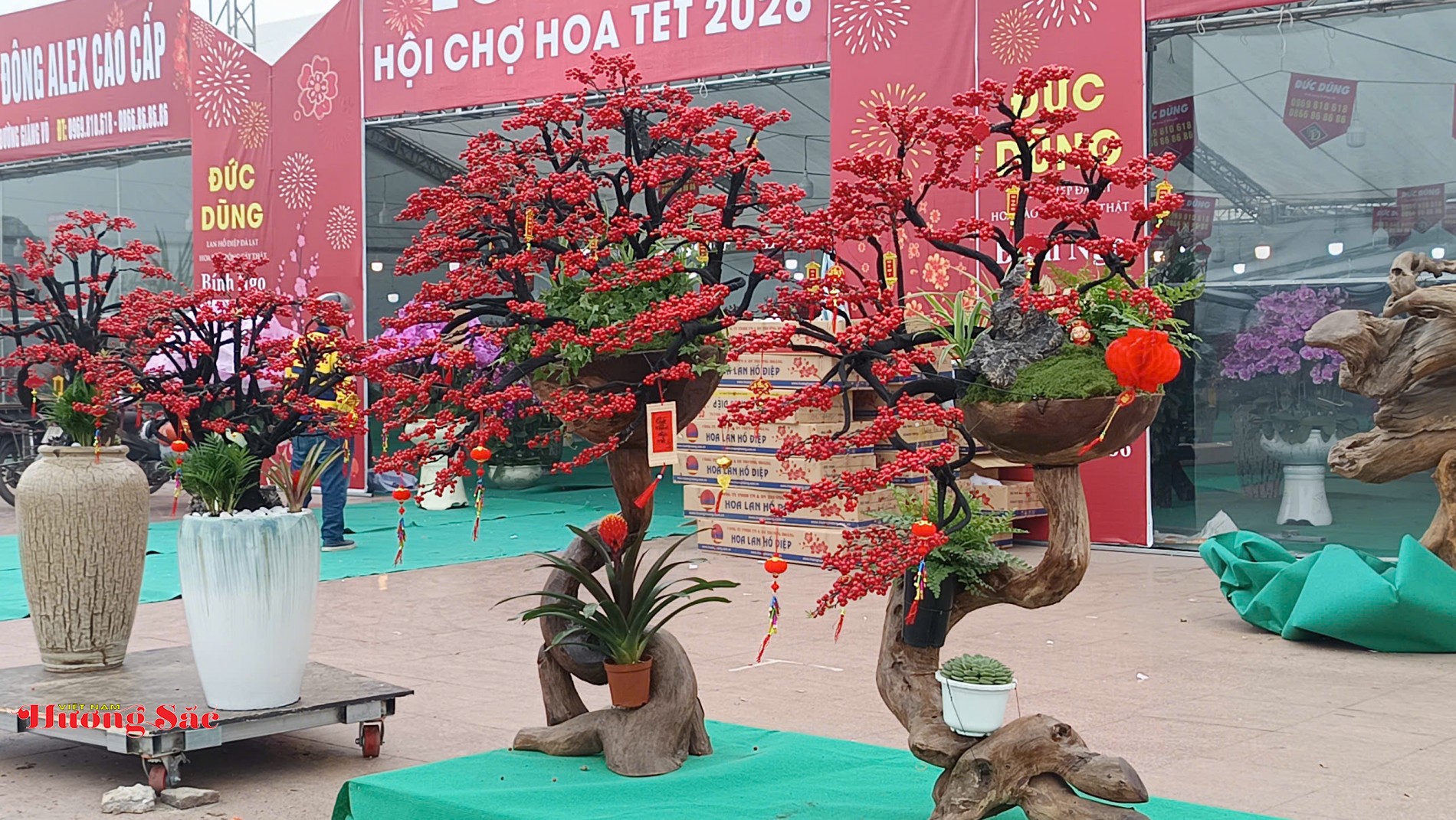 Thị trường hoa, cây cảnh Hà Nội sôi động trước Tết Nguyên đán Bính Ngọ 2026