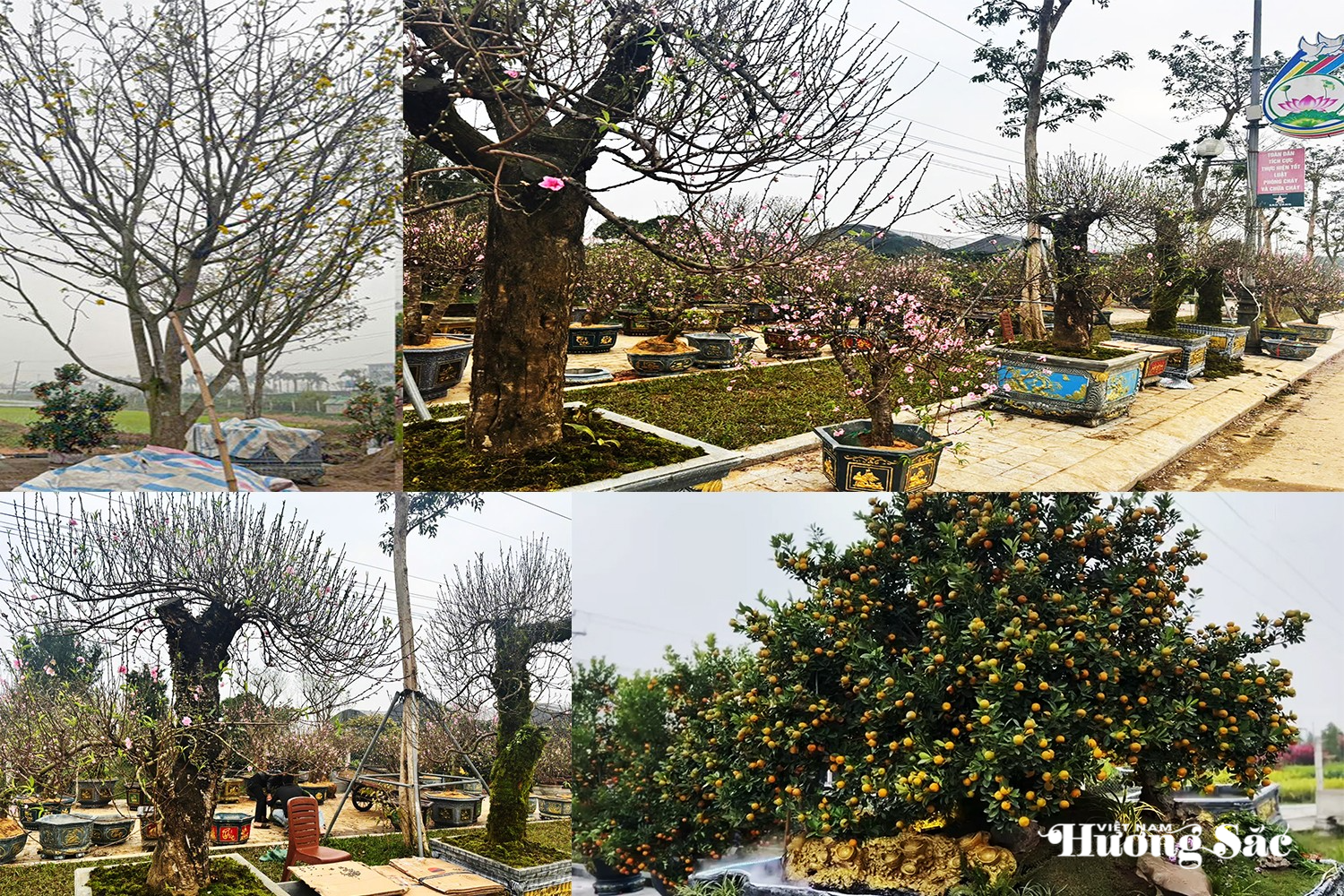 Hàng loạt cây cảnh đại thụ “khủng” hút giới chơi cây Hà Tĩnh Hàng loạt cây cảnh đại thụ “khủng” hút giới chơi cây Hà Tĩnh