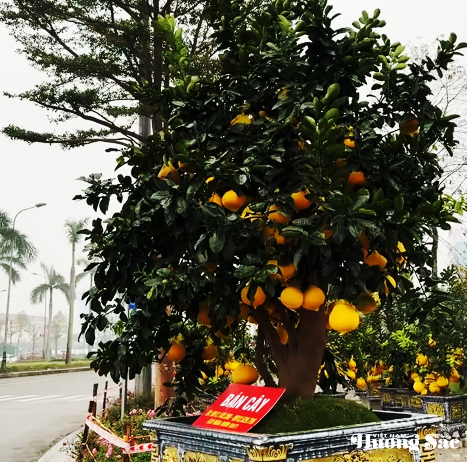Hàng loạt cây cảnh đại thụ “khủng” hút giới chơi cây Hà Tĩnh Hàng loạt cây cảnh đại thụ “khủng” hút giới chơi cây Hà Tĩnh
