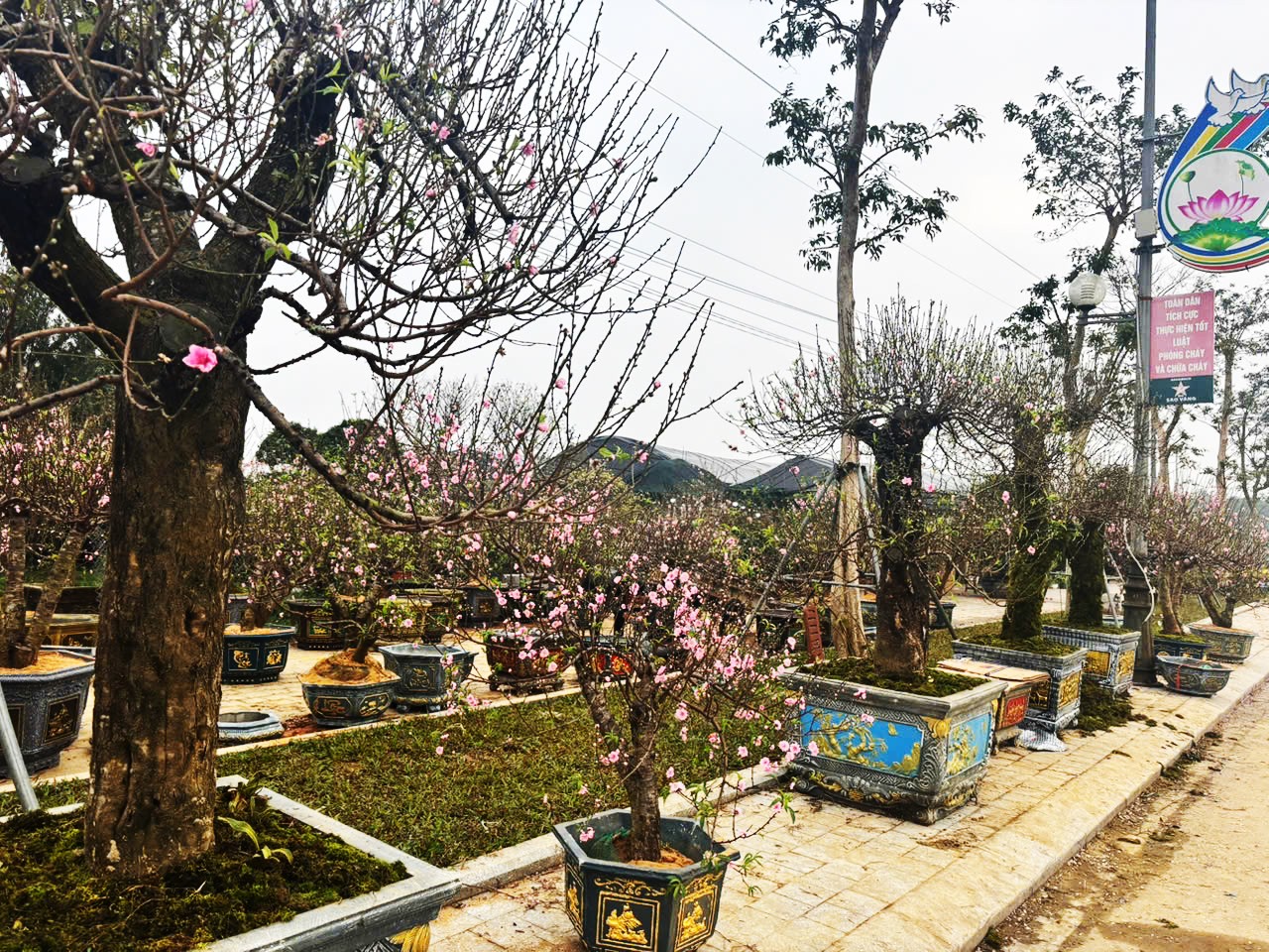 Hàng loạt cây cảnh đại thụ “khủng” hút giới chơi cây Hà Tĩnh Hàng loạt cây cảnh đại thụ “khủng” hút giới chơi cây Hà Tĩnh