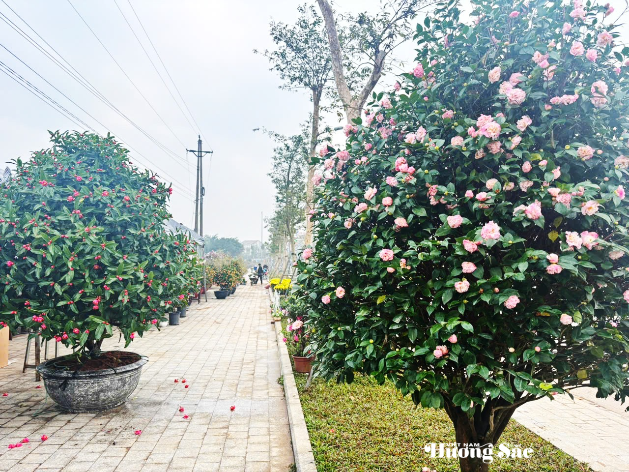 Hàng loạt cây cảnh đại thụ “khủng” hút giới chơi cây Hà Tĩnh Hàng loạt cây cảnh đại thụ “khủng” hút giới chơi cây Hà Tĩnh