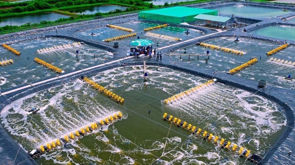 Tại Bạc Liêu, nhiều vùng nuôi tôm công nghệ cao thu hút hàng ngàn lao động tại địa phương. Tại Bạc Liêu, nhiều vùng nuôi tôm công nghệ cao thu hút hàng ngàn lao động tại địa phương.