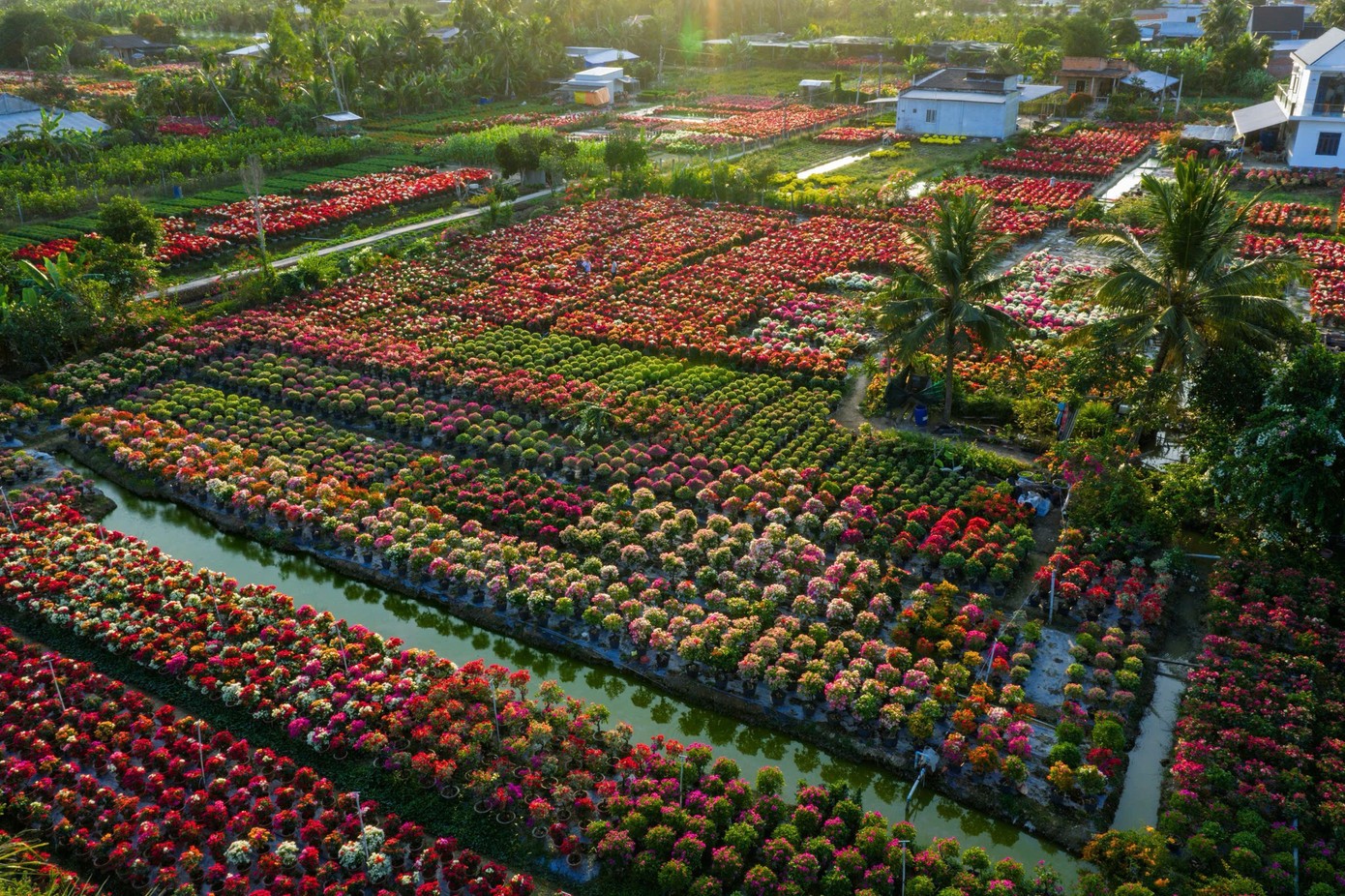 Làng hoa giấy Phú Sơn vào mùa đẹp nhất: Rực rỡ như phim trường giữa miền Tây Làng hoa giấy Phú Sơn vào mùa đẹp nhất: Rực rỡ như phim trường giữa miền Tây