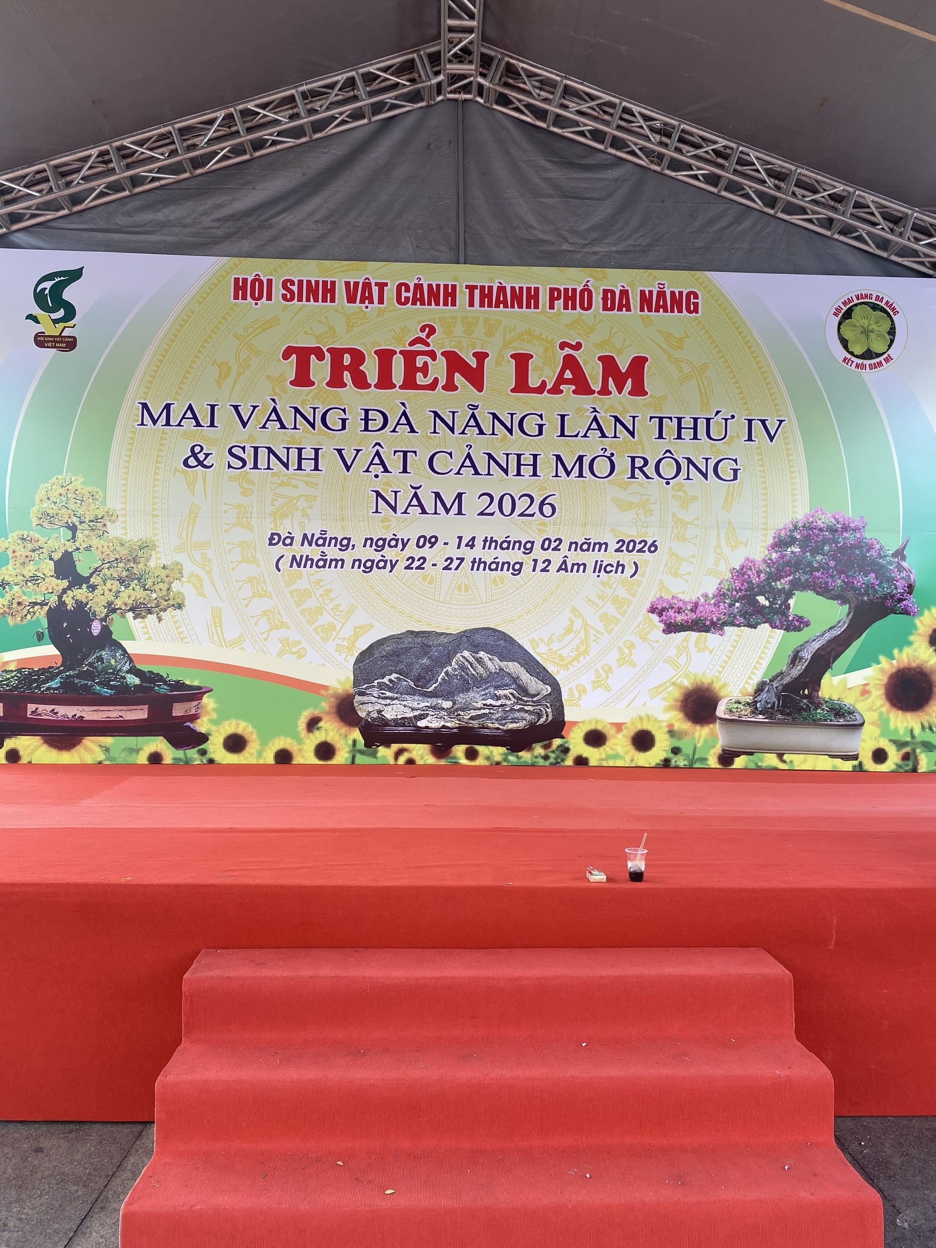 Đà Nẵng rực rỡ sắc mai vàng đón xuân Đà Nẵng rực rỡ sắc mai vàng đón xuân