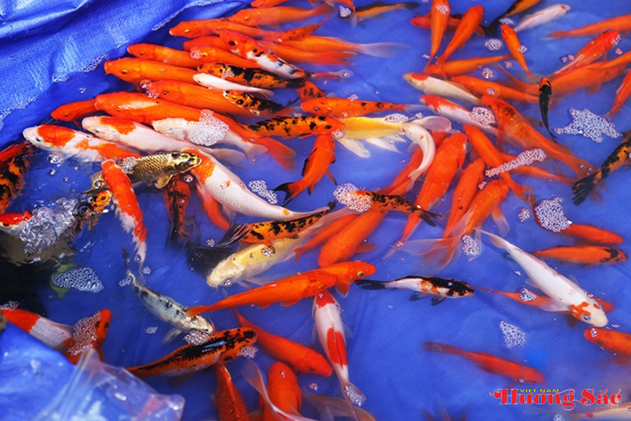 Người dân Hà Tĩnh rộn ràng sắm lễ tiễn ông Công, ông Táo về trời Người dân Hà Tĩnh rộn ràng sắm lễ tiễn ông Công, ông Táo về trời