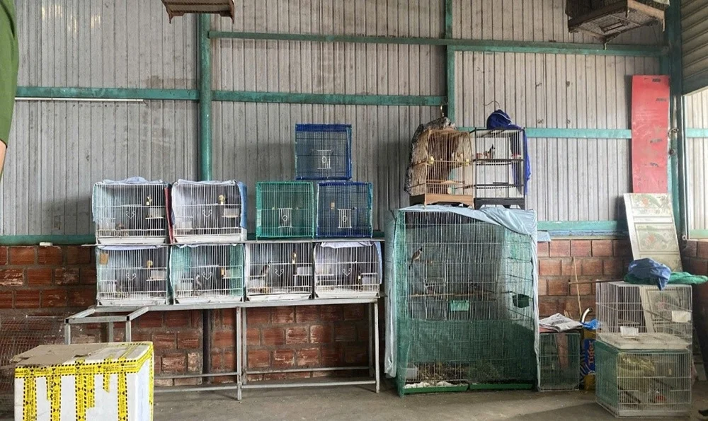 Tạm giữ 11 cá thể chim chào mào đít đỏ nuôi nhốt trái phép tại Lâm Đồng Tạm giữ 11 cá thể chim chào mào đít đỏ nuôi nhốt trái phép tại Lâm Đồng