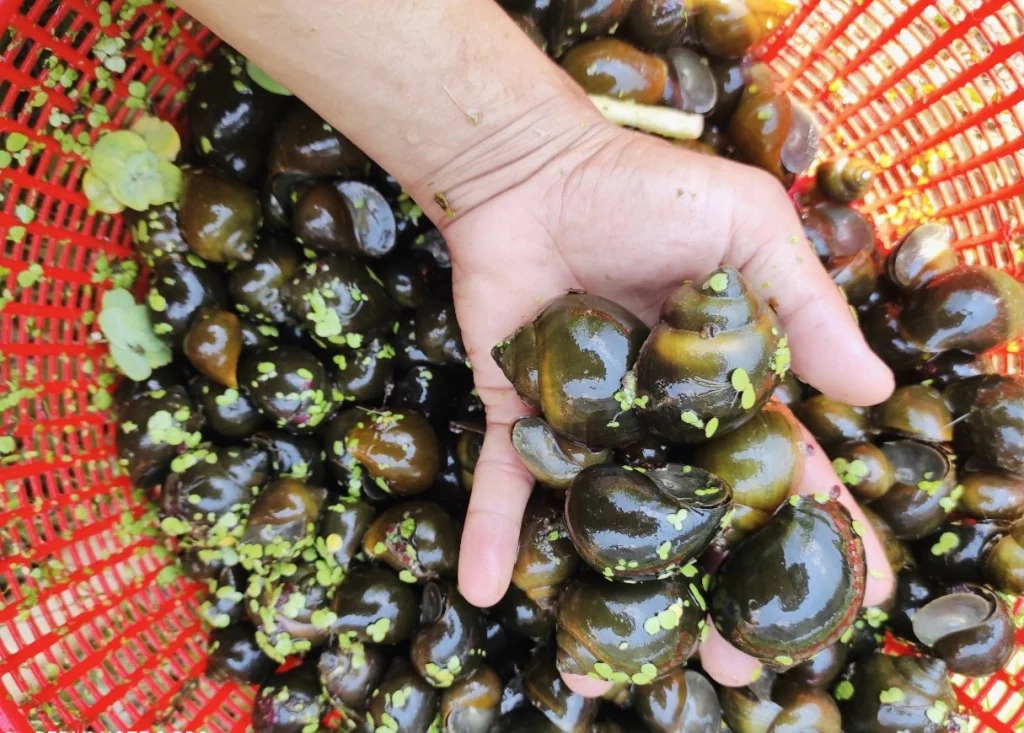 Nuôi con đặc sản ở Cao Bằng, nông dân thu trăm triệu mỗi năm Nuôi con đặc sản ở Cao Bằng, nông dân thu trăm triệu mỗi năm