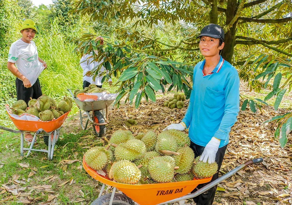 Trồng sầu riêng nghịch vụ, nông dân ở Cần Thơ đổi đời, thu hàng trăm triệu mỗi năm Trồng sầu riêng nghịch vụ, nông dân ở Cần Thơ đổi đời, thu hàng trăm triệu mỗi năm