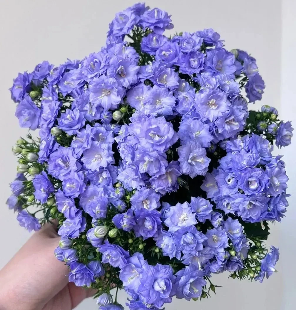 6 cây cảnh ngày Tết được ví như “bùa may mắn”, hút tài lộc, đón Thần Tài 6 cây cảnh ngày Tết được ví như “bùa may mắn”, hút tài lộc, đón Thần Tài