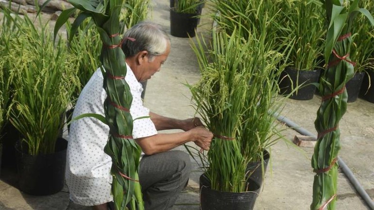 Trồng lúa làm cây kiểng, nghề lạ của lão nông miền Tây mỗi dịp Tết đến xuân về