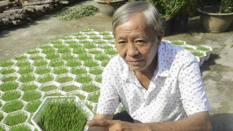 Trồng lúa làm cây kiểng, nghề lạ của lão nông miền Tây mỗi dịp Tết đến xuân về