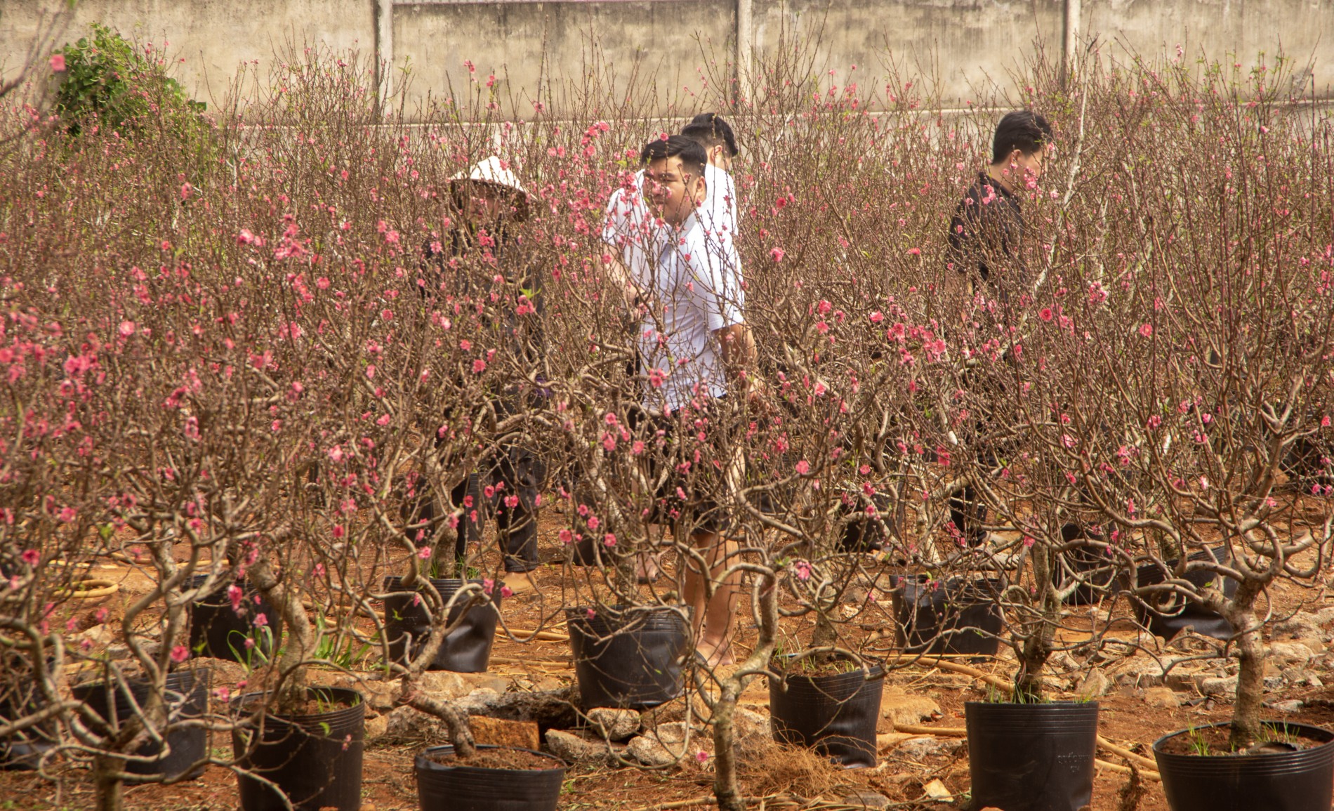 Độc đáo xóm đào Nhật Tân trên cao nguyên Đắk Lắk Độc đáo xóm đào Nhật Tân trên cao nguyên Đắk Lắk
