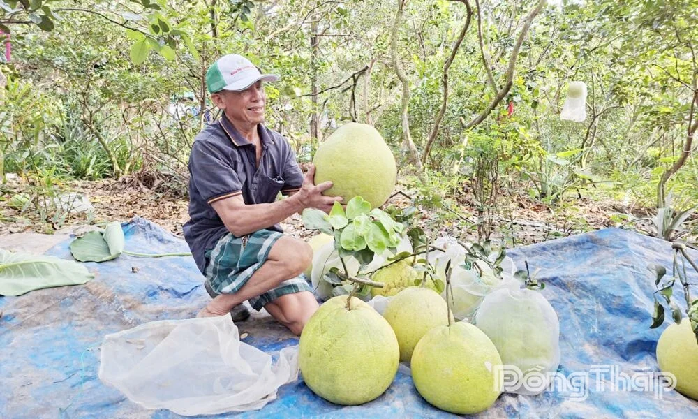 Bưởi thúng Đồng Tháp trái nặng 6–8 kg, giá nửa triệu đồng vẫn “cháy hàng” dịp Tết Bưởi thúng Đồng Tháp trái nặng 6–8 kg, giá nửa triệu đồng vẫn “cháy hàng” dịp Tết