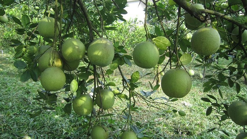 Không phải trái cây nhập khẩu: Loại quả quen thuộc này của Việt Nam được xếp top thế giới Không phải trái cây nhập khẩu: Loại quả quen thuộc này của Việt Nam được xếp top thế giới