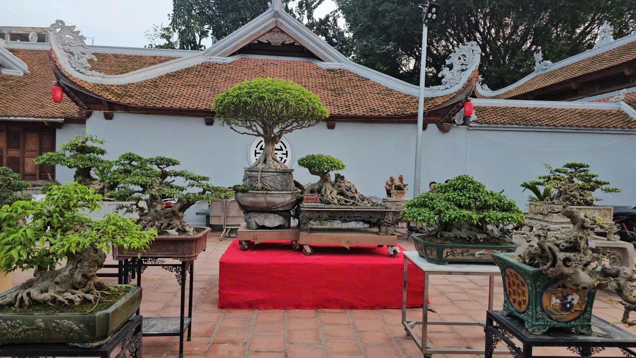 Hơn 200 tác phẩm cây cảnh nghệ thuật được trưng bày trong khuôn viên đình làng Hữu Bằng, xã Tây Phương, Hà Nội