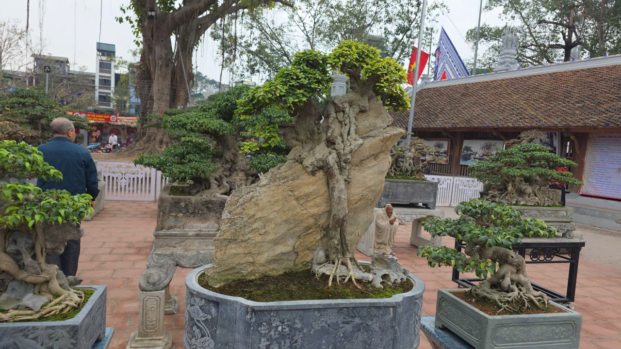 Hơn 200 tác phẩm cây cảnh nghệ thuật được trưng bày trong khuôn viên đình làng Hữu Bằng, xã Tây Phương, Hà Nội
